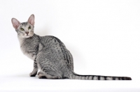 Picture of Oriental Shorthair on white background, Silver Spotted Tabby