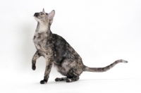 Picture of Oriental Shorthair one leg up, black smoke tortie, looking up