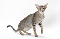 Picture of Oriental Shorthair, one leg up