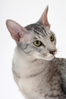 Picture of Oriental Shorthair portrait, Silver Spotted Tabby