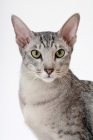 Picture of Oriental Shorthair portrait, Silver Spotted Tabby
