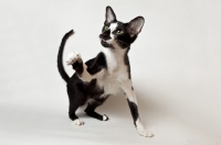 Picture of oriental shorthair reaching out