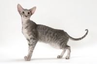 Picture of Oriental Shorthair side view, blue spotted tabby colour