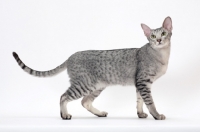 Picture of Oriental Shorthair side view on white background, Silver Spotted Tabby