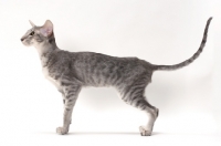 Picture of Oriental Shorthair side view on white background, blue spotted tabby colour