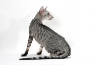 Picture of Oriental Shorthair, Silver Spotted Tabby colour