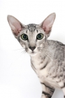 Picture of Oriental Shorthair, Silver Spotted Tabby colour