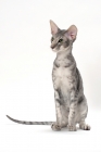 Picture of Oriental Shorthair sitting, blue spotted tabby colour