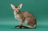 Picture of Oriental Shorthair sitting down, Chestnut Silver Ticked Tabby colour