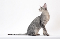 Picture of Oriental Shorthair sitting down on white background, Silver Spotted Tabby