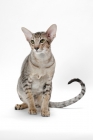 Picture of Oriental Shorthair sitting in studio, front view