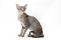 Picture of Oriental Shorthair sitting in studio