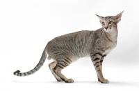 Picture of Oriental Shorthair standing in studio