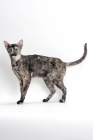 Picture of Oriental Shorthair standing n white background, black smoke tortie colour