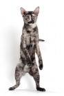 Picture of Oriental Shorthair standing on hind legs, black smoke tortie colour