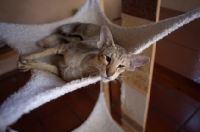 Picture of oriental shorthair tabby resting on a hammock