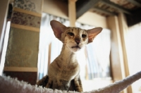 Picture of oriental shorthair tabby staring from top