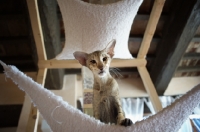 Picture of oriental shorthair tabby staring from top