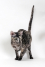 Picture of Oriental Shorthair tailup, black smoke tortie colour