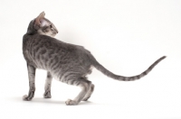 Picture of Oriental Shorthair turning, blue spotted tabby colour