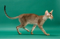 Picture of Oriental Shorthair walking, Chestnut Silver Ticked Tabby colour