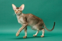 Picture of Oriental Shorthair walking, Chestnut Silver Ticked Tabby colour