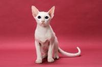 Picture of Oriental Shorthair, White Blue Eyed
