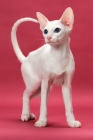 Picture of Oriental Shorthair, White Blue Eyed