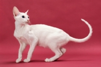 Picture of Oriental Shorthair, White Blue Eyed, on pink background