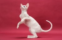 Picture of Oriental Shorthair, White Blue Eyed, jumping up