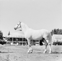 Picture of orlov trotter at the moscow exhibition of economic achievement