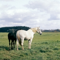 Picture of orlov trotter mare and foal at first moscow stud