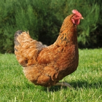 Picture of orpington x bred hen