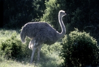 Picture of ostrich at addo elephant park