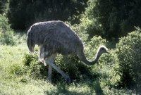Picture of ostrich in addo elephant park, s. africa