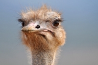 Picture of Ostrich portrait