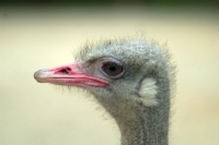 Picture of ostrich portrait
