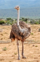 Picture of Ostrich standing