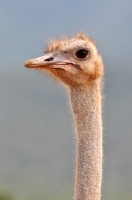 Picture of Ostrich