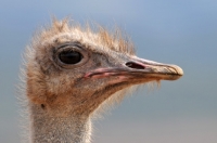 Picture of Ostrich