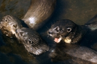 Picture of otter looking jealous at two others kissing