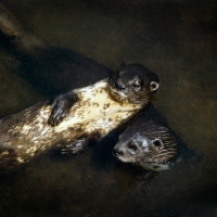 Picture of otter relaxing on a friend