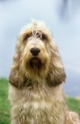 Picture of otterhound, am ch billekin amanda grizzlet, head study with blue water background