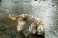 Picture of otterhound, am ch billekin amanda grizzlet, drinking from river