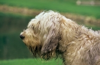 Picture of otterhound, am ch billekin amanda grizzlet, head study