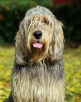 Picture of Otterhound front view