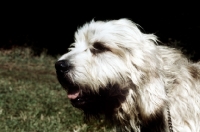 Picture of otterhound, portrait