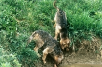 Picture of otterhound puppies climbing down river bank