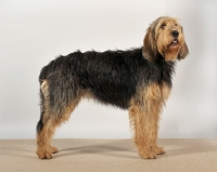 Picture of Otterhound side view in studio