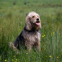 Picture of otterhound sitting  in a field